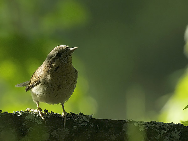 Käenpiika, Eurasian Wryneck, Jynx torquilla